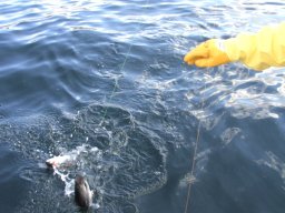 Norwegen 2008 Rundereim